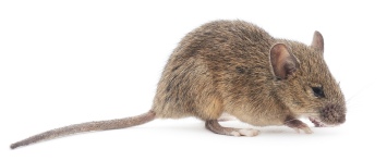 souri, desourisation tue rongeur, mort souris, destruction nuisible, tue souris, destructeur souris, deratiseur,